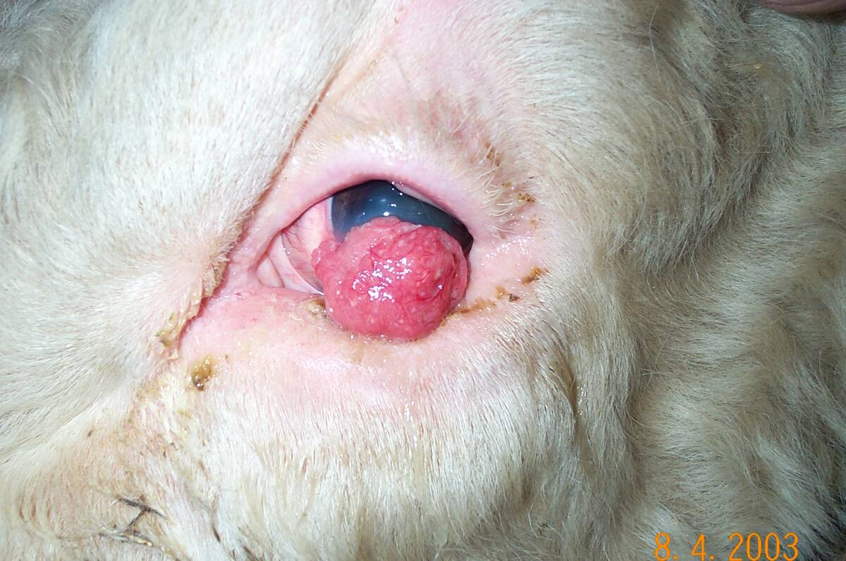 A mass of bright pink tissue obscures the eye of a cow.