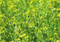 A camelina field in bloom with yellow flowers.