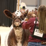 A young woman holds the halter on a cow during one of the many breed shows held at Canadian Western Agribition.