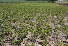 A young soybean crop.