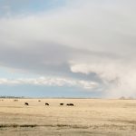 A large hail cloud is visible in the distance over a pasture with cattle grazing in it.