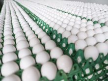Hundreds of dozens of white eggs sit on green trays at an egg processing plant.
