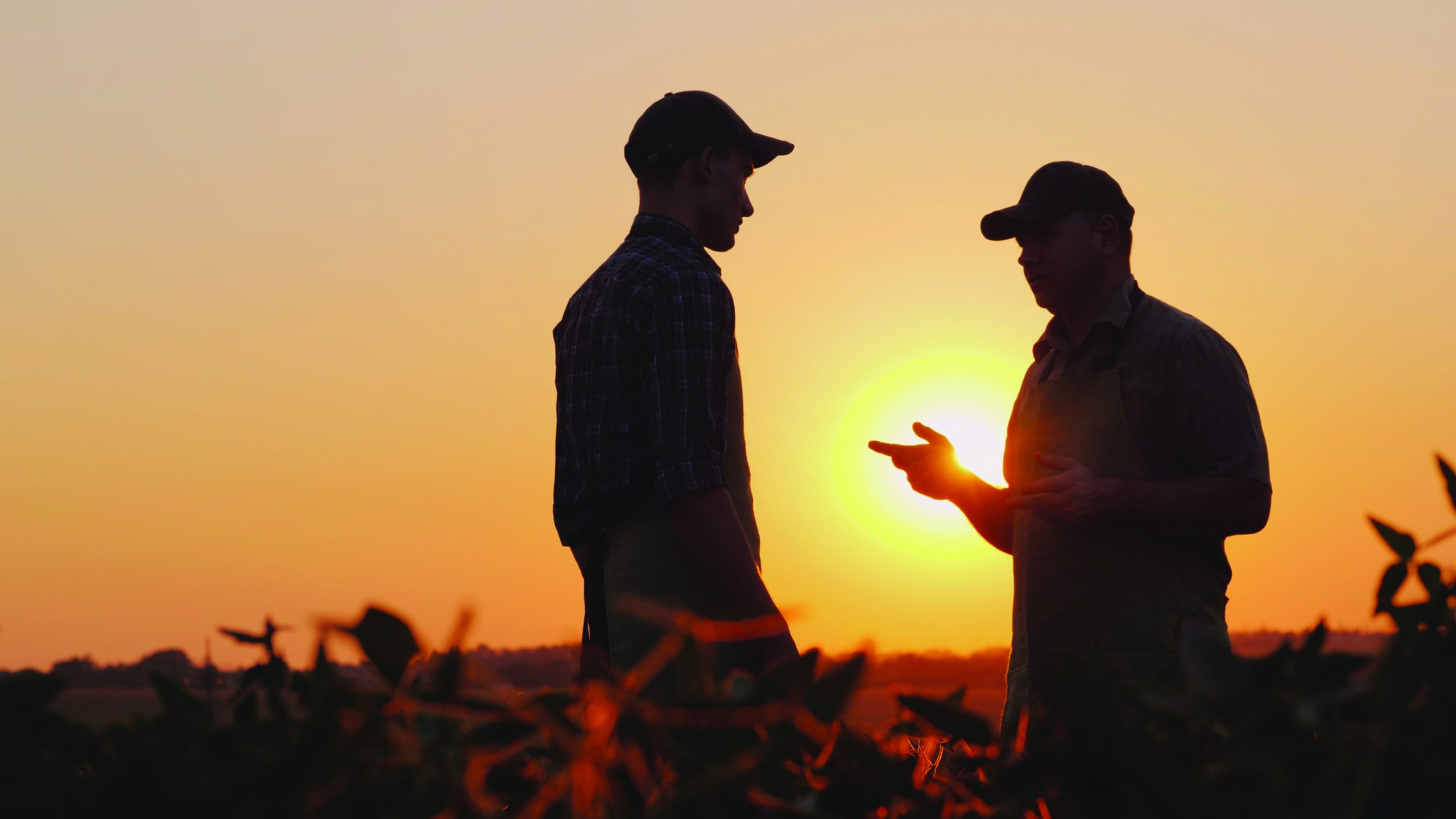 A young and elderly farmer chatting on the field at sunset.