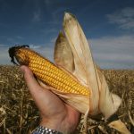 A hand holds a partially-peeled cob of corn with a corn field in the background.