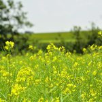 A canola crop in full bloom.