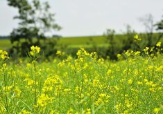 A canola crop in full bloom.