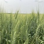 A not-quite-ripe crop of wheat near Stockholm, Sask.