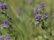 Close-up of the purple flowers on a couple alfalfa plants.