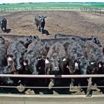 Black cattle in a feedlot push their way up to the feed bunk in anticipation of being fed.
