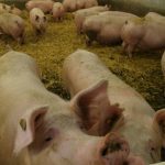 A pig sticks its nose over the fence in an indoor pen while others stand in straw bedding behind it.