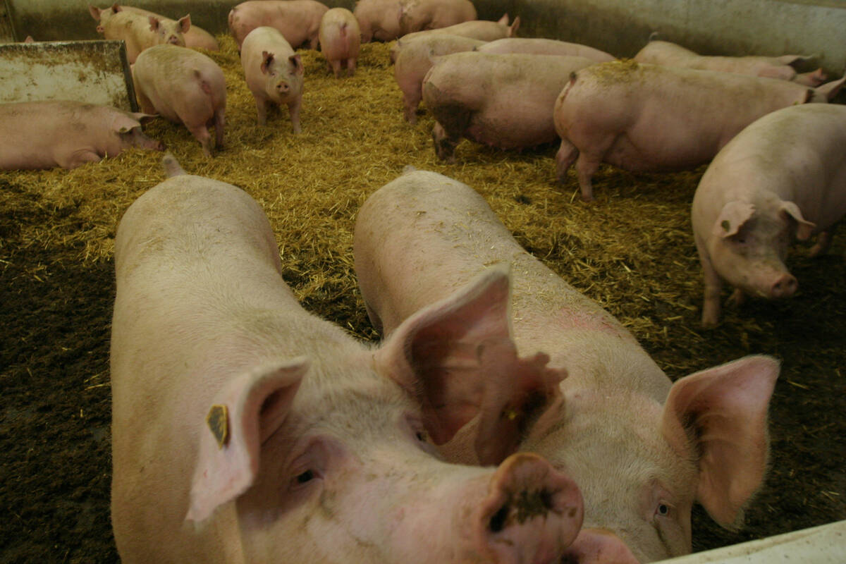 A pig sticks its nose over the fence in an indoor pen while others stand in straw bedding behind it.