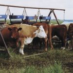 Cattle stand beneath an oiler station in a pasture.