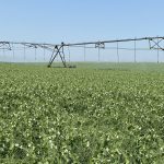 Pivot irrigation runs through a pea field.