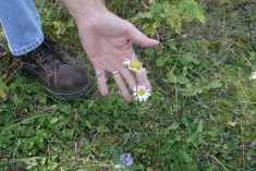 A hand holds up two Oxeye daisy flowers.