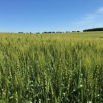 A cereal crop on a sunny day.