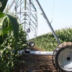 A low-to-the-ground image looking beneath an irrigation pivot as it passes between two rows of nearly-fully-grown corn.