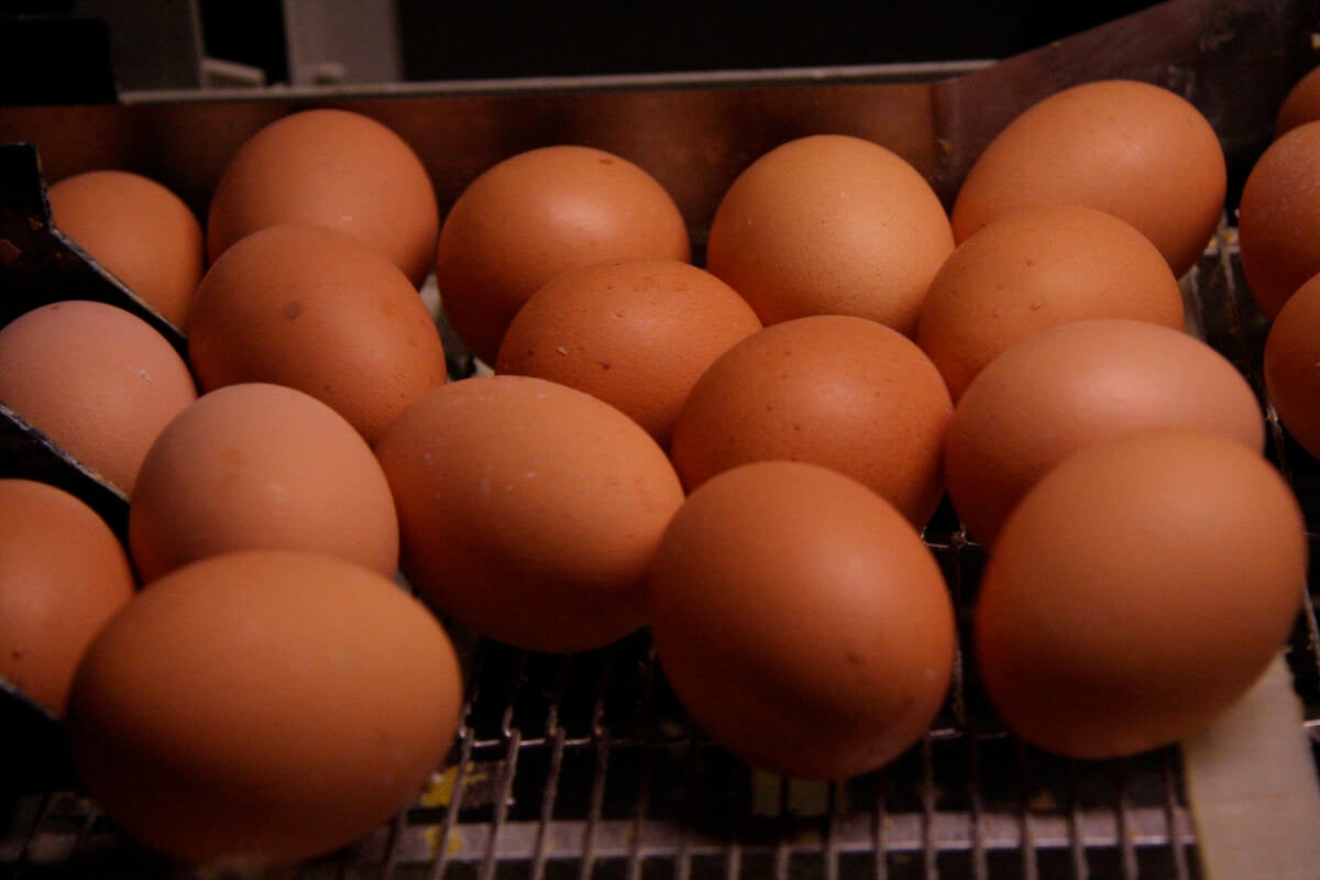 Freshly-laid eggs on a metal conveyor in a processing facility.