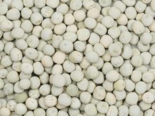 Crop insurance data suggests Canadian growers planted fewer green pea acres last year compared to Statistics Canada’s estimate.  Photo: Saskatchewan Pulse Growers