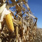 Mexico now top buyer of U.S. ag commodities