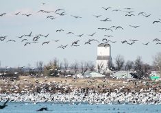 A massive flock of snow geese and Canada geese, some on a slough some flying, fill the frame with a small town wooden grain elevator in the background.