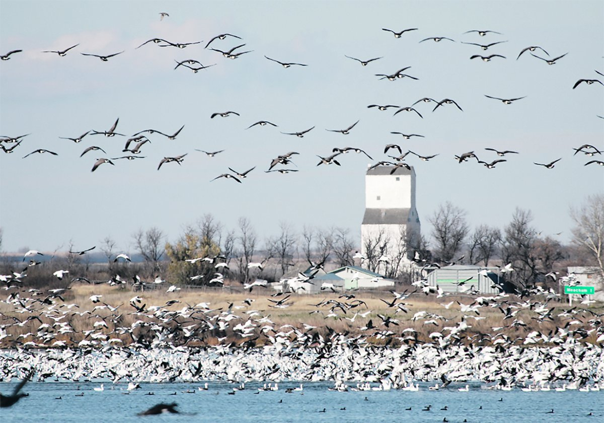 A massive flock of snow geese and Canada geese, some on a slough some flying, fill the frame with a small town wooden grain elevator in the background.