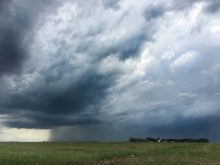 Rain pours from beneath a huge storm cloud in the distance, a lush green prairie pasture is in the foreground.