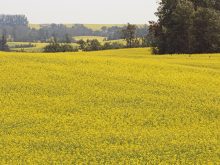 A blooming canola field with some trees in the background.