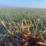 Drops of dew have formed on the leaves of recently-emerged winter wheat plants.