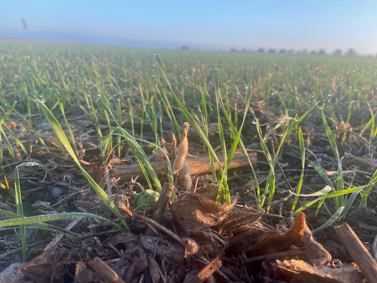 Drops of dew have formed on the leaves of recently-emerged winter wheat plants.
