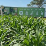 A plot of Proven Seed’s PV62683SRR, a silage variety, at the Ag in Motion farm show.