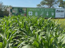 A plot of Proven Seed’s PV62683SRR, a silage variety, at the Ag in Motion farm show.