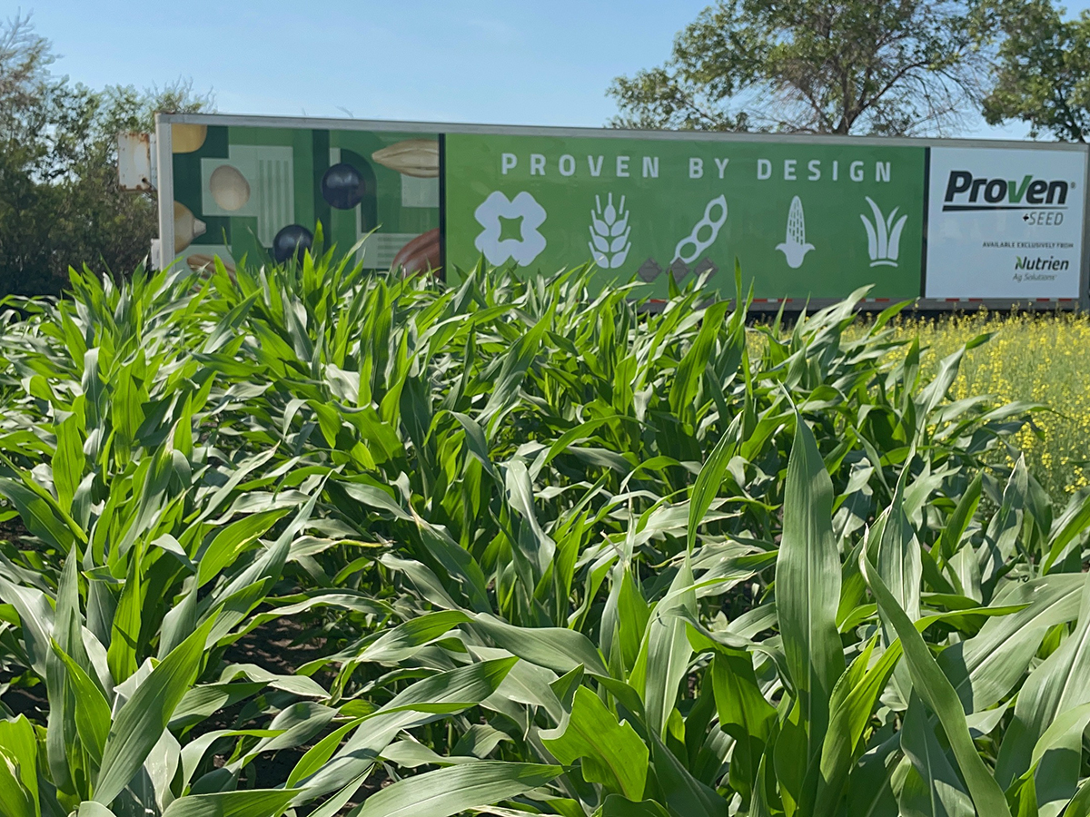 A plot of Proven Seed’s PV62683SRR, a silage variety, at the Ag in Motion farm show.