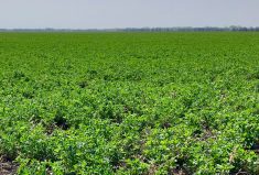 A lush green alfalfa crop in Manitoba's Interlake region.