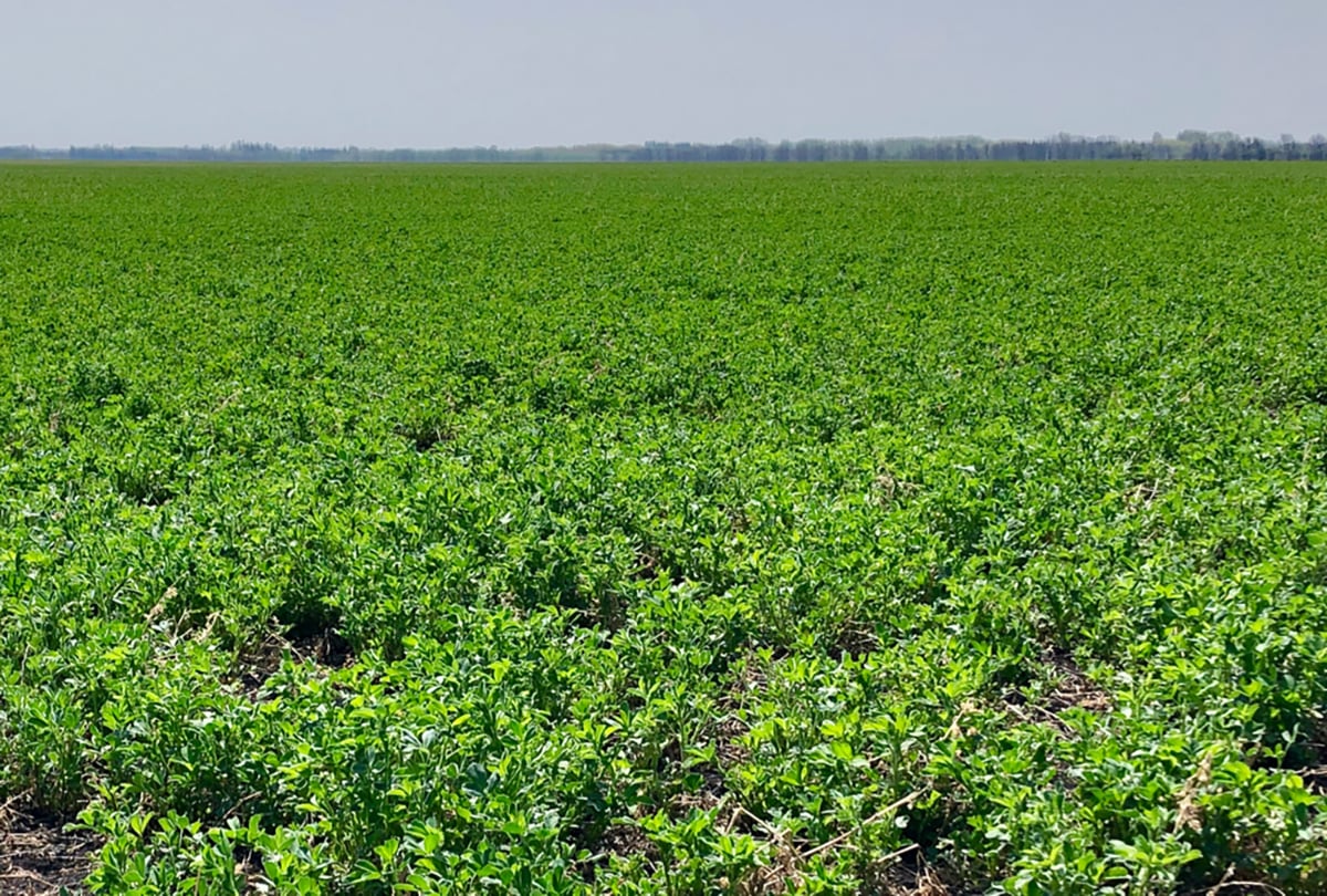 A lush green alfalfa crop in Manitoba's Interlake region.