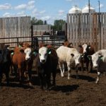 Cattle in a pen on a sunny day.