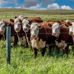 Curious cattle in a lush green pasture approach the barbed-wire fence to get a closer look at the camera operator.