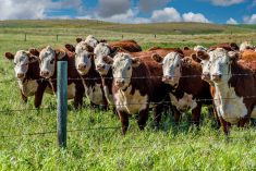 Curious cattle in a lush green pasture approach the barbed-wire fence to get a closer look at the camera operator.