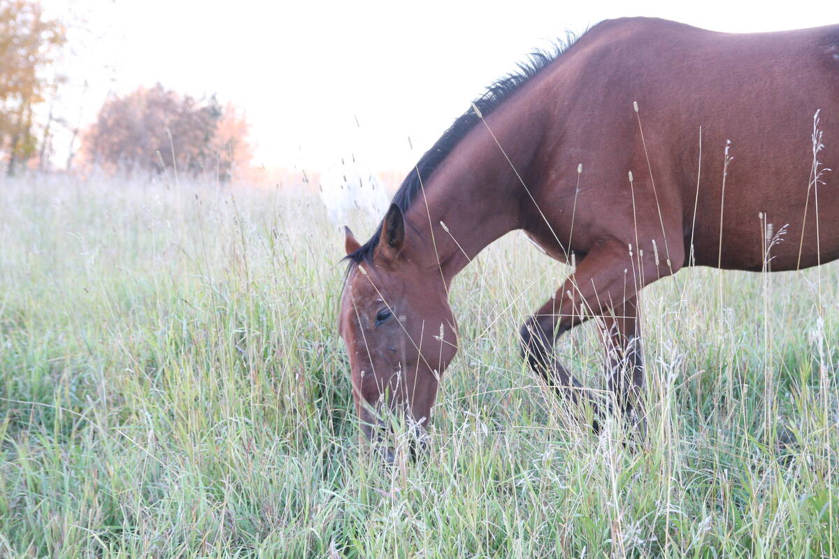 A horse grazes in a pasture.