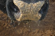 A close-up of chop stuck to the wet nose of a cow in a feedlot.
