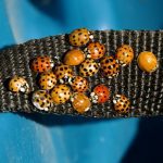 A close-up of a group of orange/red ladybeetles with black spots huddle close together on a black nylon strap.
