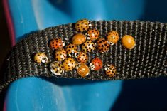 A close-up of a group of orange/red ladybeetles with black spots huddle close together on a black nylon strap.