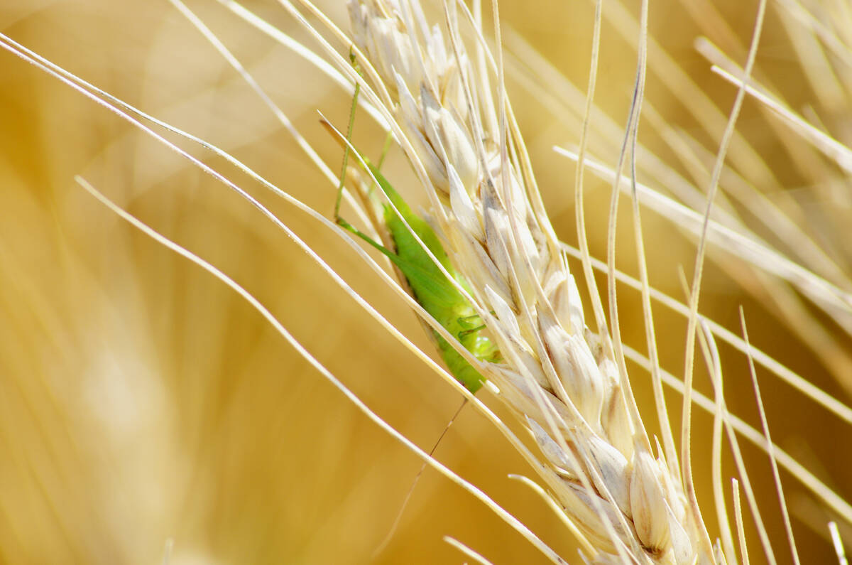 A grasshopper nymph sits on a wheat head.