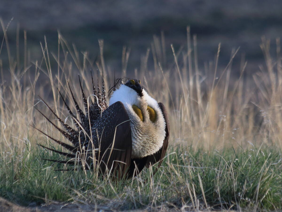 A Greater sage grouse stands with its chest pushed forward on a prairie landscape.