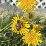 A pair of bee-mimicking flies sit on a dandelion.