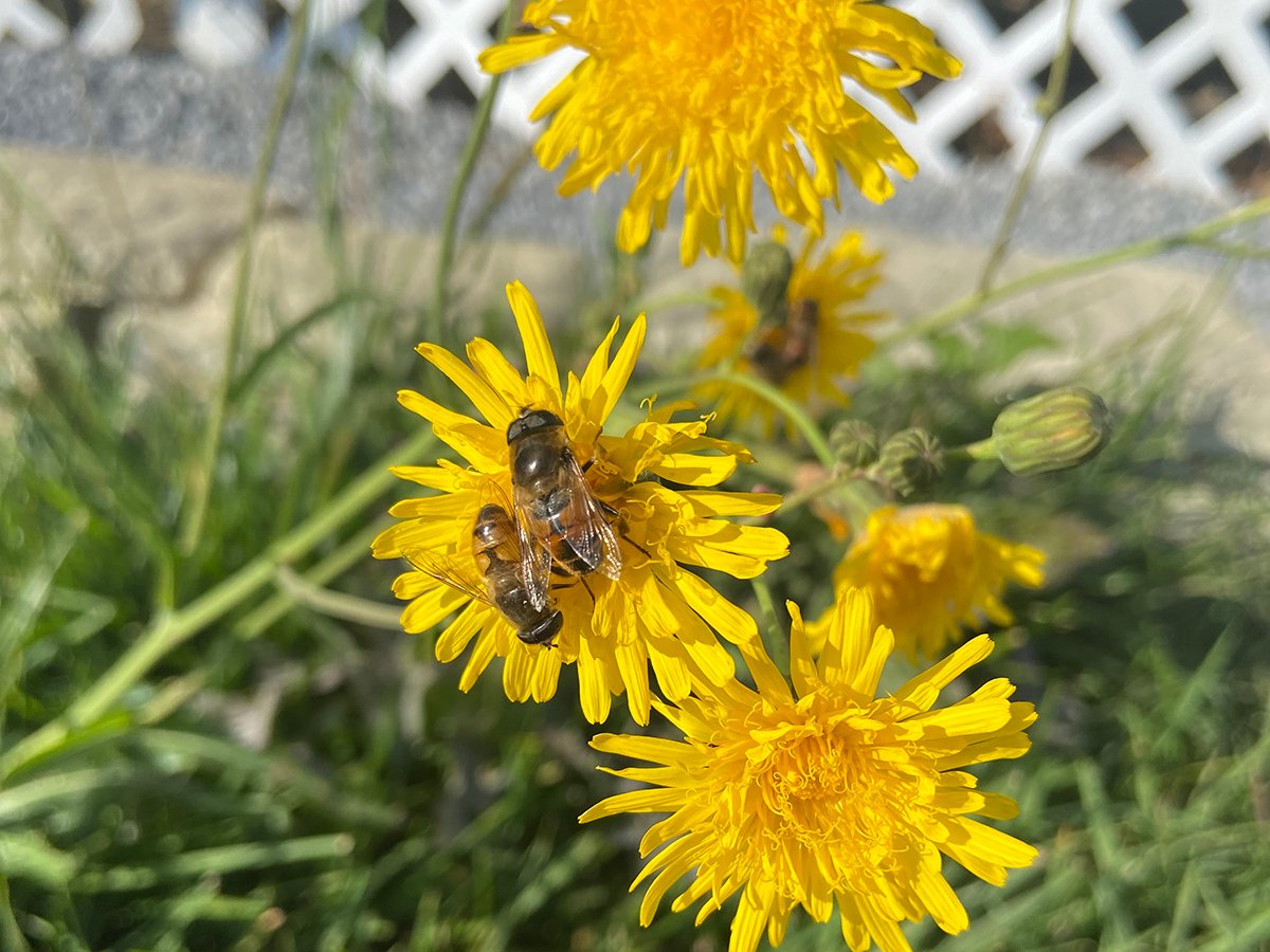 A pair of bee-mimicking flies sit on a dandelion.
