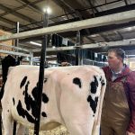 A man is clipping the hair on a Holstein dairy cow in its stall in preparation for showing at a farm show.