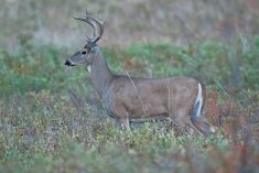 A whitetail deer stands in profile in a prairie field.