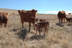 Cattle mull about in a pasture.