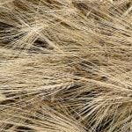 Close-up of the ripening heads of barley plants from above.