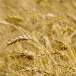 A ripe wheat crop.